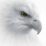 Profile photo of Prophetic Watchman